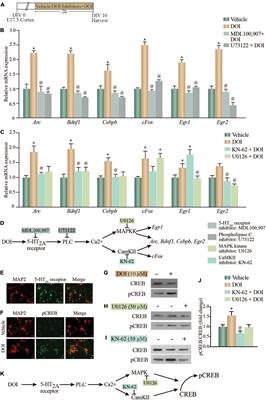 The Hallucinogenic Serotonin2A Receptor Agonist, 2,5-Dimethoxy-4-Iodoamphetamine, Promotes cAMP Response Element Binding Protein-Dependent Gene Expression of Specific Plasticity-Associated Genes in the Rodent Neocortex